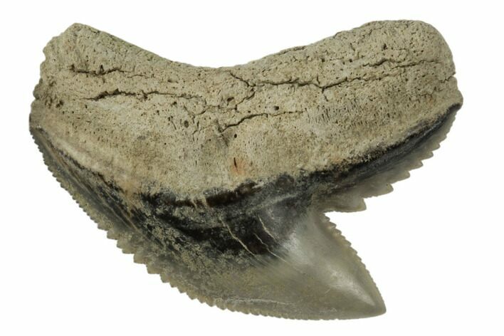 Fossil Tiger Shark (Galeocerdo) Tooth - Aurora, NC #195037